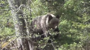 Рыбалка Рудиковка 2019 Красная скала 19 Выживание Медведь на Рыбалке  Сибирь, Тайга, Поход  Охота