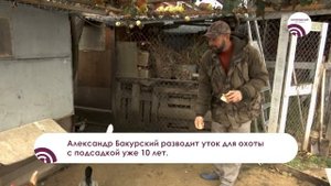 Разведение и содержание чубарых уток