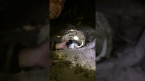 охота на барсука в Дагестане с лайками