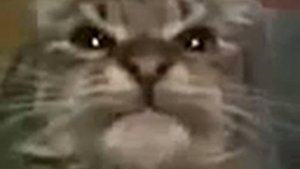 кит ты маму мав мау оригинал