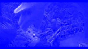 Рио (2011) - Голубчик и Жемчужинка бродят по национальному парку Тижука. in SamsungChorded