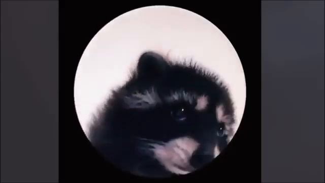 Педро педро педро педро пе смотреть онлайн