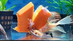 L144 Анциструс самка