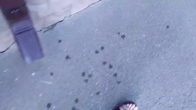 ПОЙМАЛИ 8 ЯЩЕРИЦ / Ловля ящериц
