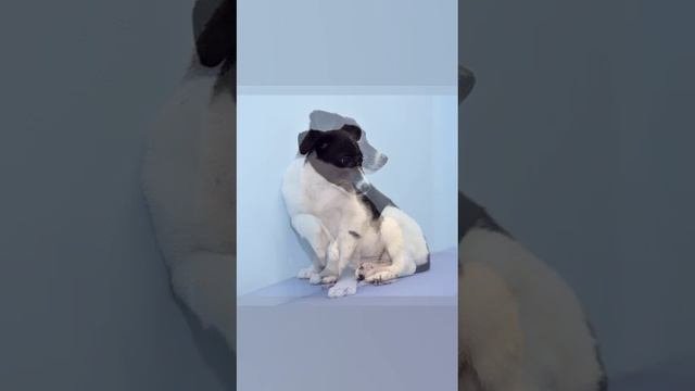 Софии нужен дом!