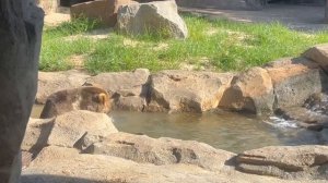 Grizzly Bear at Riverbanks Zoo And Garden, Columbia, South Carolina - Grizzly Bears - Riverbanks Zo