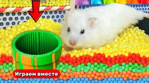 КРУТОЙ РАЗНОЦВЕТНЫЙ ЛАБИРИНТ ДЛЯ ХОМЯКА 🐹 Видео для детей
