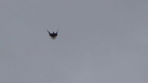 Серпастые голуби 08.05.23г.Сизорябинькое голубя.