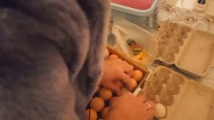 ИНКУБАЦИЯ ЯИЦ ПОЛНАЯ ИНСТРУКЦИЯ ЯЙЦА НЕСУЩЕК