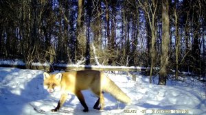 Лисья "трапеза"