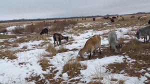 СКОЛЬКО ЖЕ ПАСТИ ОВЕЦ И КОЗ ПО ВРЕМЕНИ? Сколько часов нужно пасти овец и коз?