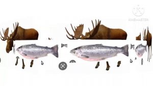 Лось лосось