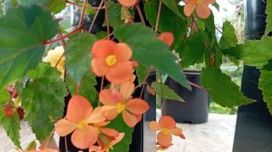 Бегония Сазерленда(Begonia Sutherlandii)