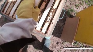 Расширение пчелосемей. Как расширить пчелиную семью