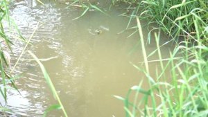Bullfrog tadpoles gulp air. Головастики лягушки-быка хватают воздух (2501sp)
