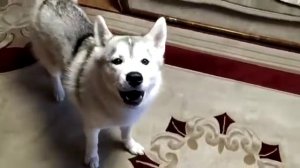 Собака, которая поет!!!!