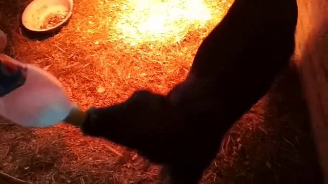 Приехал Англо-нубийский козлик