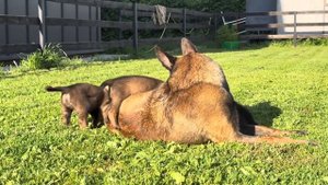 Щенки малинуа из помета ❤️Джанико Z❤️ (Orko des Feux de l’Espoir MR3 x KA Vardruna MR3)1месяц