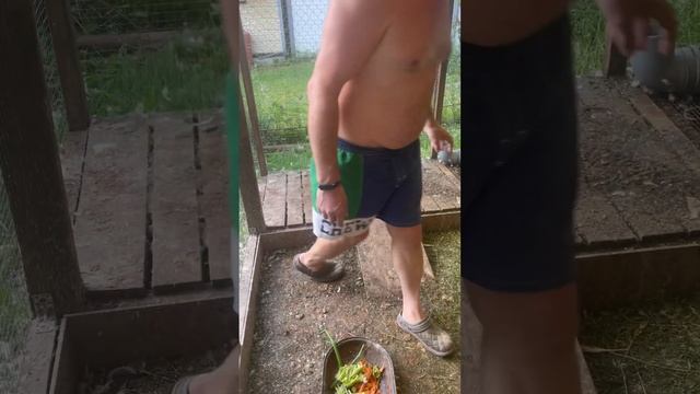 Наши утки #муларды #дача #инкубацияперепелов #животные #селадон #огород #техасскийперепел #перепела