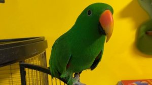 Эклектус и ягоды