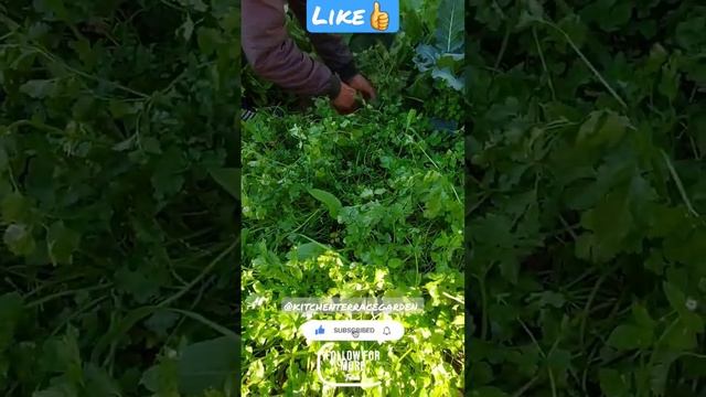 organic coriander #shorts #shortsvideo #status #short #youtubeshorts #shortsfeed #shortvideo #vira смотреть онлайн