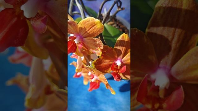 Phal. Dubrovnik бантик 🎀 Мама и детка 🌱 Домашнее цветение рыжей голландской орхидеи Дубровник