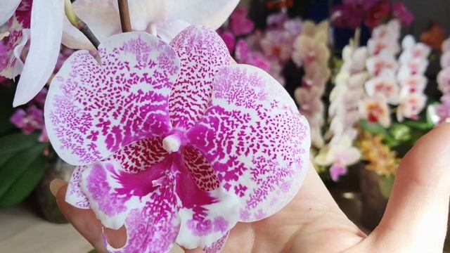 Орхидея Phalаenopsis 104254/Body language Big lip - Язык тела биг лип. #Цветение 2024 смотреть онлайн