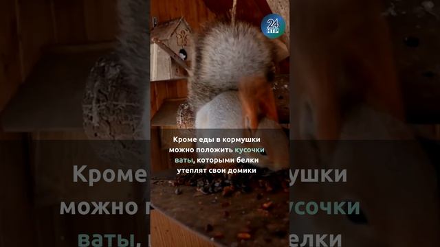 Пенсионерка из Нижнекамска рассказала, чем лучше всего подкармливать белок