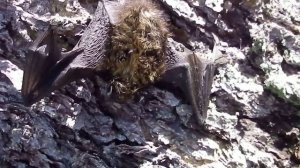 Северный кожанок (Eptesicus nilssonii)