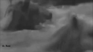 Лошади в океане