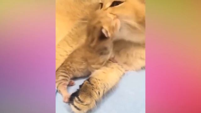Забавные животные, котята подборка 2020 [HD]