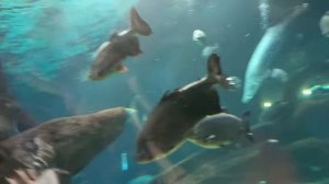 Москвариум