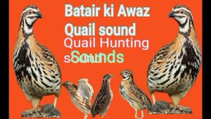 бедана bedana sayrashi Quail sounds Batair Ki Awaz بٹیروں کی آواز Birds king kpk.