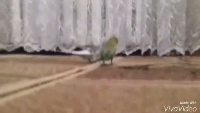 Милые волнистые попугайчики