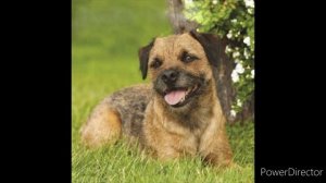 Бордер терьер