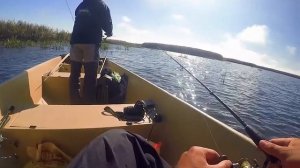 Сладкая парочка для мелководья - Пойнтеры SR и SSR