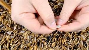 НАСТОЯЩИЕ СОЛЕНЫЕ СЕМЕЧКИ - Соленые внутри, а не снаружи ❗ Проверенный, лучший способ!