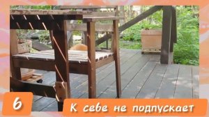 ЛИСЯО. Алиса - Лиса. Забавные моменты 14