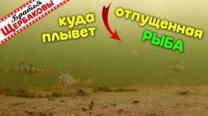 КУДА ПЛЫВЕТ ОТПУЩЕННАЯ В ЛУНКУ РЫБА Подводные съемки Зимняя рыбалка