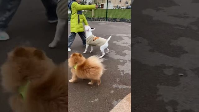 Беляш делает , что хочет 😮💨🐶😳 смотреть онлайн