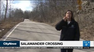 Why did the salamander cross the road?