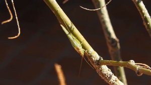 Conocephalus longipes (macho) cantando