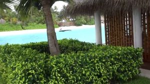 Мальдивы  Остров Велиганду  Журавль