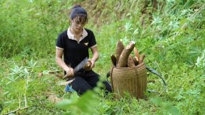 Harvesting Cassava as Animal Food and Cassava Sticky Rice, Mountain Family Life | EP. 57