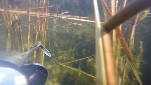 Подводная охота и космический прозрак .