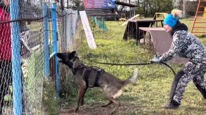 Малинуа Джанико Газа 1.8 y.o. IGP раздел С, защита.