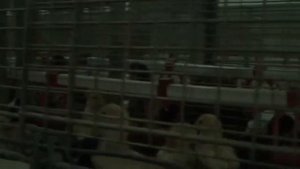 куры несушки возраст 1 месяц