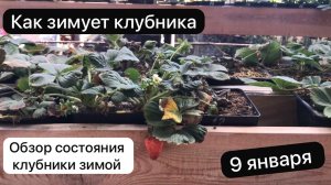 Как зимует клубника  9 января.