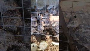 Фазан охотничий. Молодняк. Как уберечь фазана от расклева.