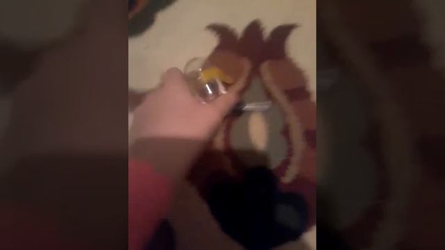 Что должно быть в клетке хомяка🐹